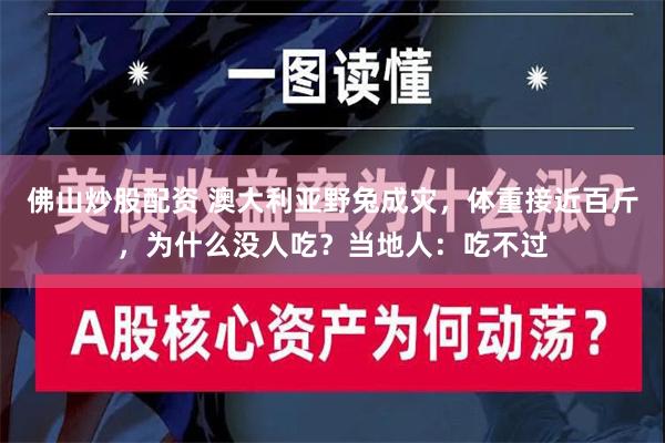 佛山炒股配资 澳大利亚野兔成灾，体重接近百斤，为什么没人吃？当地人：吃不过